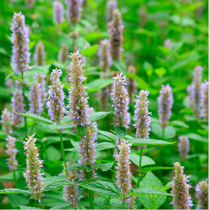 Patchouli Essential Oil