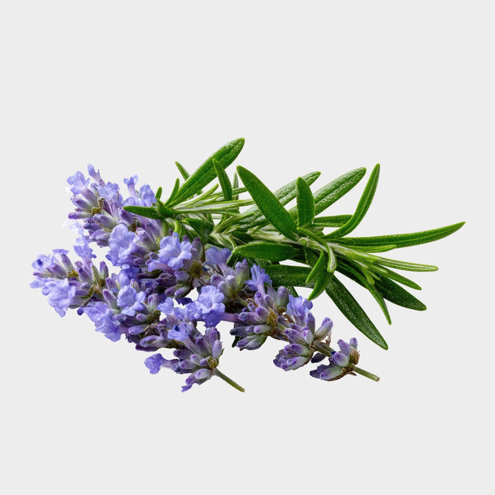Rosemary Essential Oil